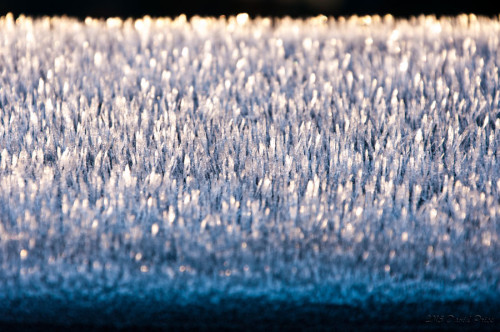 DSC_2529A-Ice-on-the-Deck