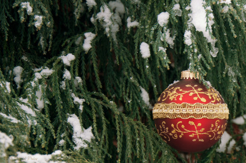 DSC_2588A-Christmas-Ornament-In-A-Snowy-Tree