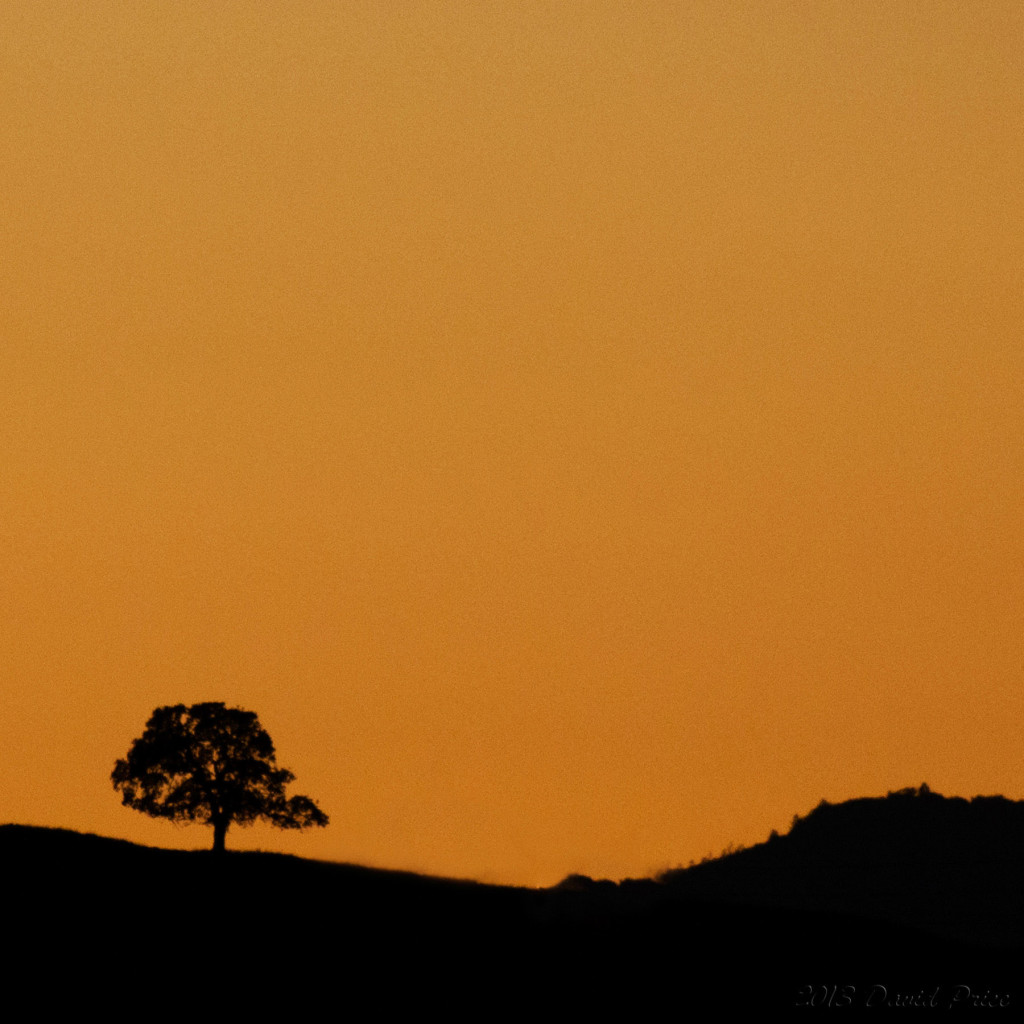 Tree-At-Sunset